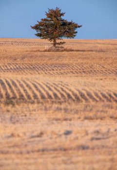 Lone Tree Saskatchewan Prairie Stubble crop rows