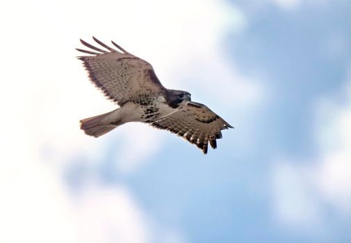 Swainson Hawk Saskatchewan in flight hunting prey