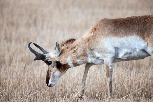 Pronghorn Antelope Saskatchewan Canada Prairie wildlife in field
