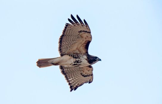 Swainson Hawk Saskatchewan in flight hunting prey