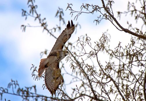 Swainson Hawk Saskatchewan in flight hunting prey