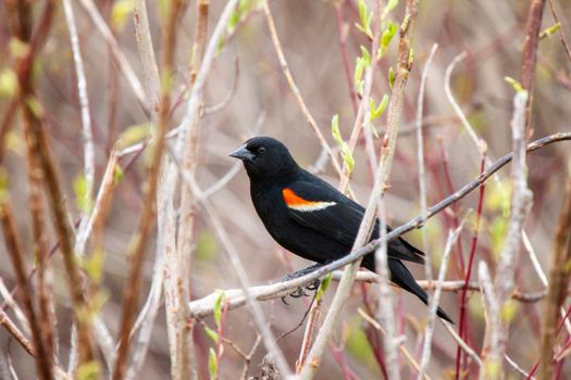 Red Winged Blackbird in a marsh Canada
