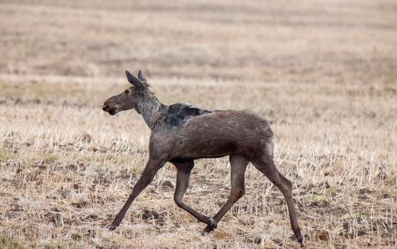 Moose in Saskatchewan Prairie spring time Canada