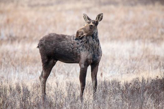 Moose in Saskatchewan Prairie spring time Canada