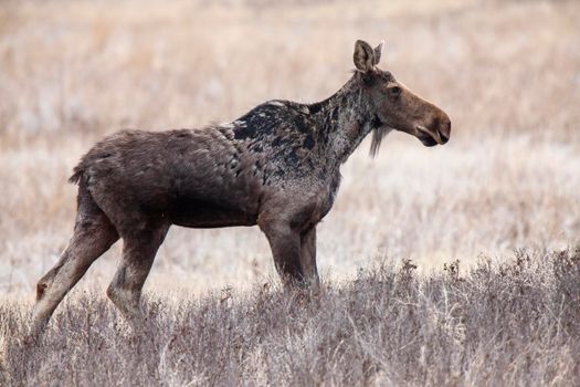 Moose in Saskatchewan Prairie spring time Canada