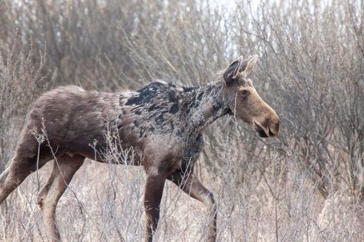 Moose in Saskatchewan Prairie spring time Canada