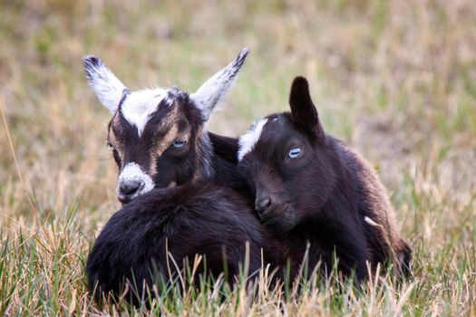 Baby Goats Saskatchewan intertwined in a field