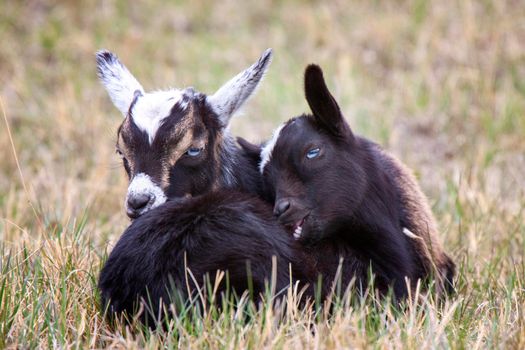 Baby Goats Saskatchewan intertwined in a field