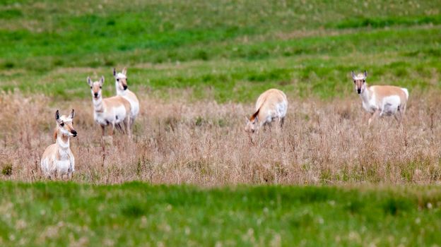 Pronghorn Antelope Saskatchewan Canada Prairie wildlife in field