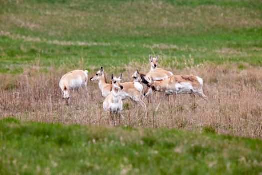 Pronghorn Antelope Saskatchewan Canada Prairie wildlife in field
