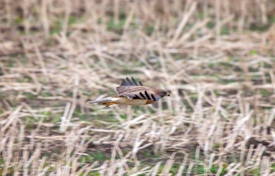 Swainson Hawk Saskatchewan in flight hunting prey