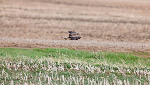 Swainson Hawk Saskatchewan in flight hunting prey