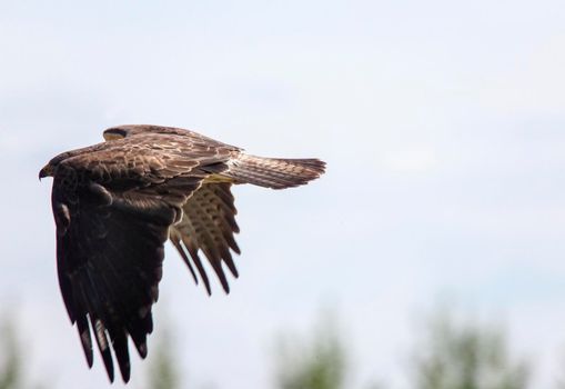Swainson Hawk Saskatchewan in flight hunting prey