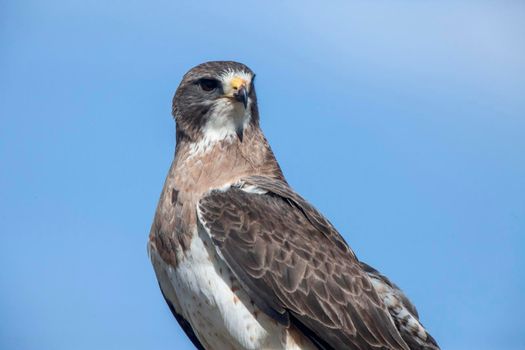Swainson Hawk Saskatchewan sitting on a post 