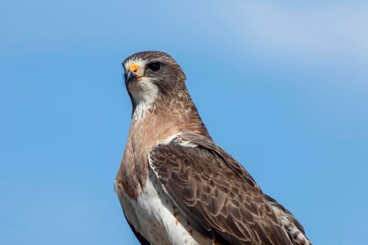 Swainson Hawk Saskatchewan sitting on a post 