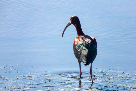 White Faced Ibis in water in Saskatchewan Canada
