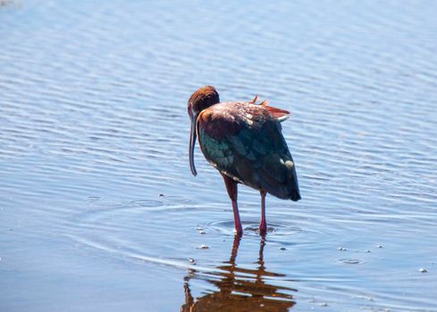 White Faced Ibis in water in Saskatchewan Canada