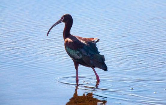 White Faced Ibis in water in Saskatchewan Canada