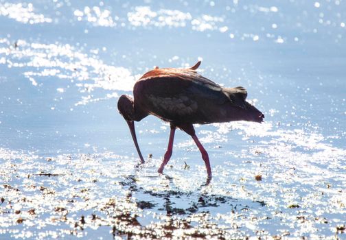 White Faced Ibis in water in Saskatchewan Canada