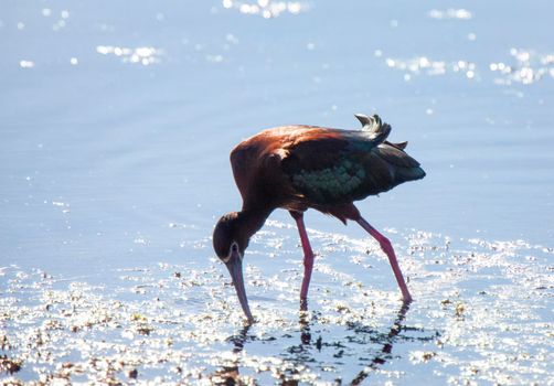 White Faced Ibis in water in Saskatchewan Canada