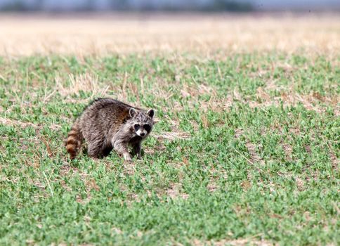 Racoon in Field in Saskatchewan Canada Prairie