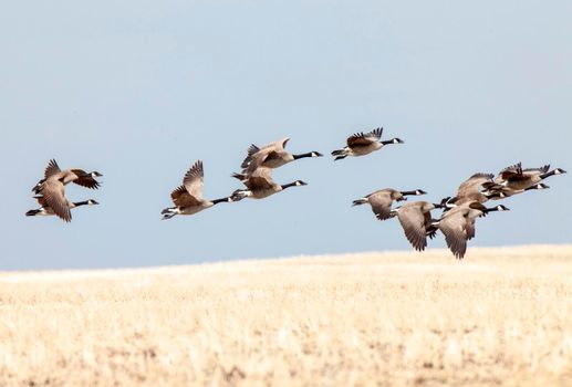 Canada Geese in Flight migrating south fron Canada
