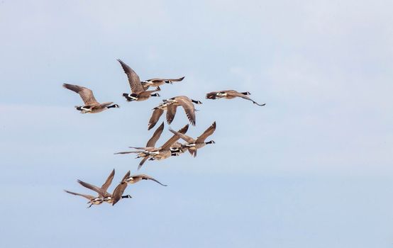 Canada Geese in Flight migrating south fron Canada