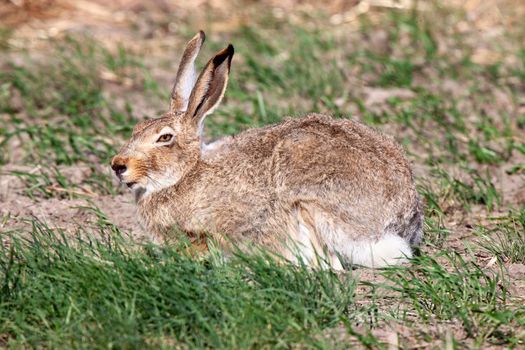 Wild Rabbit in Field in Saskatchewan Canada Prairie