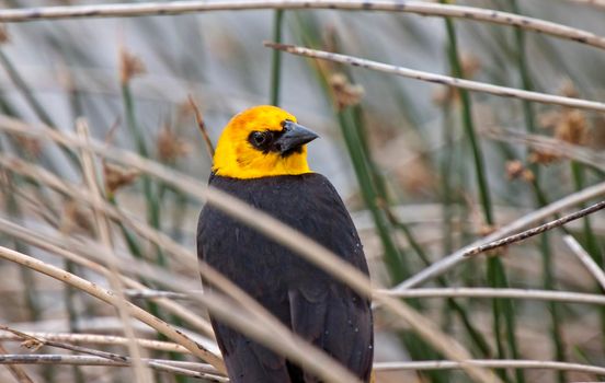 Yellow Headed Blackbird in a marsh Saskatchewan Canada