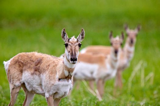 Pronghorn Antelope Saskatchewan Canada Prairie wildlife in field