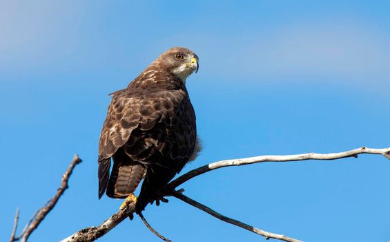 Swainson Hawk Saskatchewan sitting on a post 