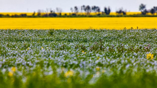Flax and Canola Prairie blue and yellow colors