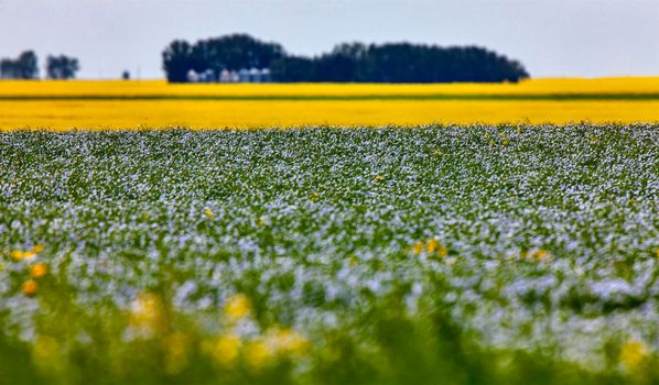 Flax and Canola Prairie blue and yellow colors