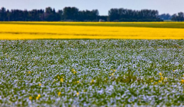 Flax and Canola Prairie blue and yellow colors