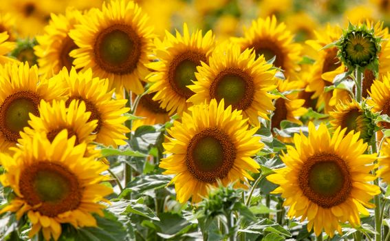 Prairie Sunflower Field in Saskatchewan Canada Rural scene