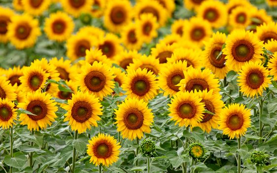 Prairie Sunflower Field in Saskatchewan Canada Rural scene