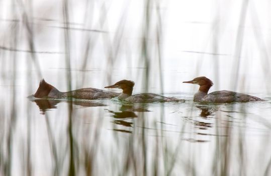 Northern Merganser Duck in fall Saskatchewan Canada