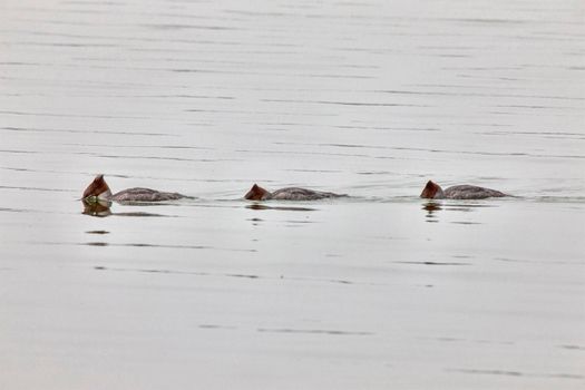 Northern Merganser Duck in fall Saskatchewan Canada