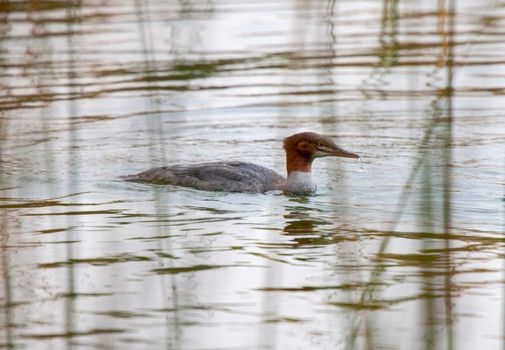 Northern Merganser Duck in fall Saskatchewan Canada