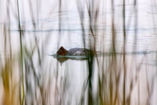 Northern Merganser Duck in fall Saskatchewan Canada