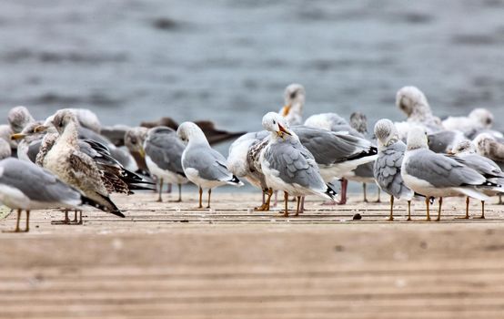 Seagulls on a dock in Northern Saskatchewan Canada