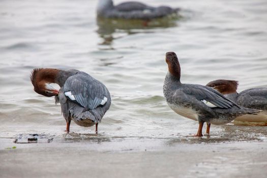 Northern Merganser Duck in fall Saskatchewan Canada