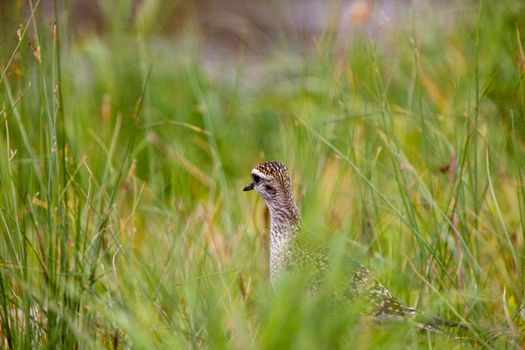 Baby Godwit Canada wading bird Northern Saskatchewan