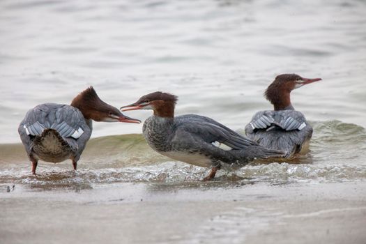 Northern Merganser Duck in fall Saskatchewan Canada