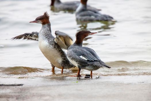 Northern Merganser Duck in fall Saskatchewan Canada