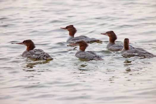 Northern Merganser Duck in fall Saskatchewan Canada