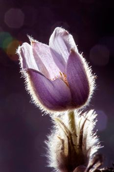 Spring Crocus Sunlit rim lighting beauty purple