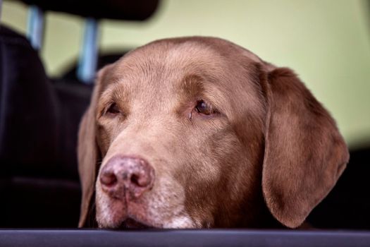 Brown Labrador in window peeking curious dog