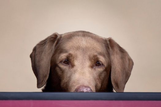 Brown Labrador in window peeking curious dog