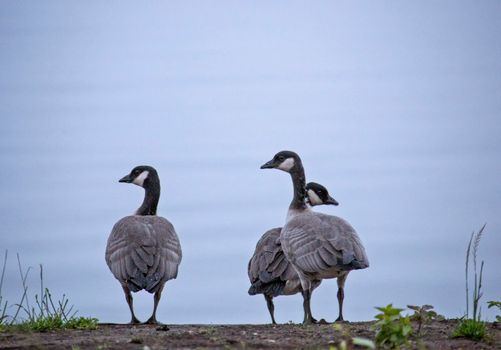 Canada Geese on Shore Northern Lake Saskatchewan